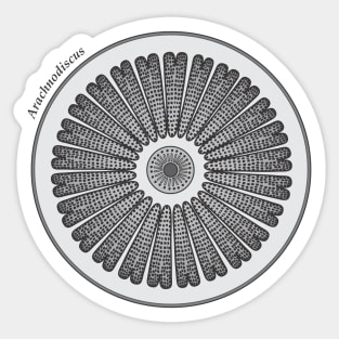 Diatom - Arachnodiscus (scientific) Sticker